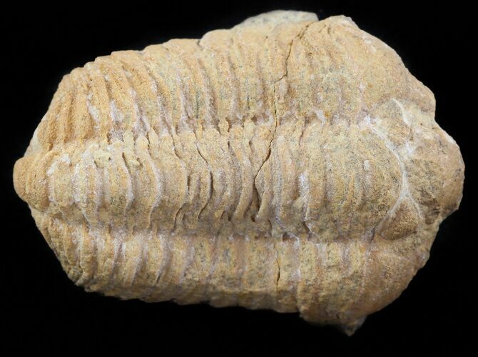 Calymene Celebra Trilobite - Illinois #45216